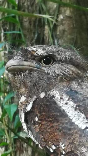 a close up of a bird with its beak open at Sinharaja Vini Villa in Deniyaya