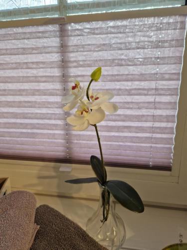a vase with white flowers on a table in a window at Gästequartier Schlummerkasten in Sievern