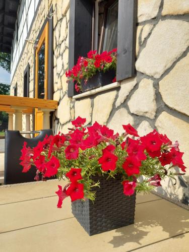 a pot of red flowers on a window sill at Agroturystyka Ranczo Gościszów in Nowogrodziec