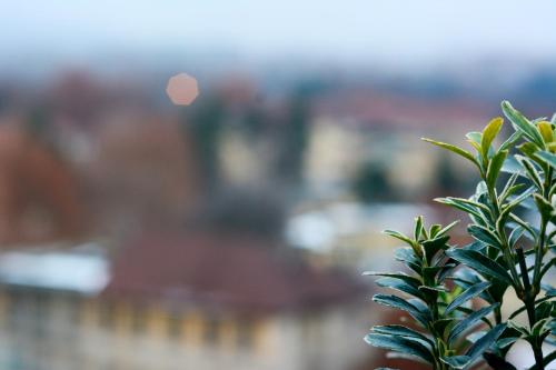 una pianta verde di fronte a una città di SUNNY SIDE I Turin Suite a Torino