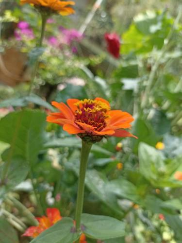 a close up of a orange flower in a garden at Posada Las Bromelias in Silvania