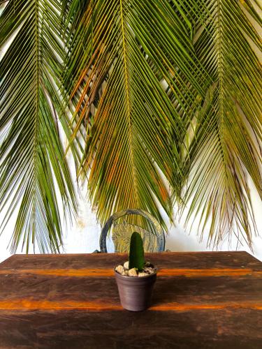 a potted plant sitting on a table next to a palm tree at Hotel Jaiba Mahahual - Adults Only in Mahahual