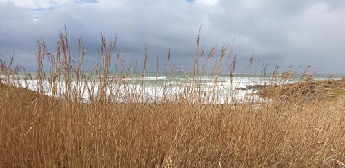 a field of tall brown grass next to a beach at La Maison Keribin in Moëlan-sur-Mer