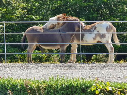 a horse and a donkey behind a fence at Ballyteige Lodge in Ballyteige Bridge