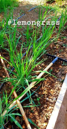 a group of bamboo sticks on the ground next to a plant at Casa Taos in Marrakech