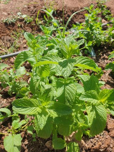 a plant with green leaves in a garden at Casa Taos in Marrakech
