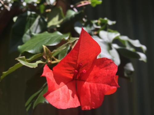 a red maple leaf on a green plant at Milemeleni Guesthouse in Lushoto