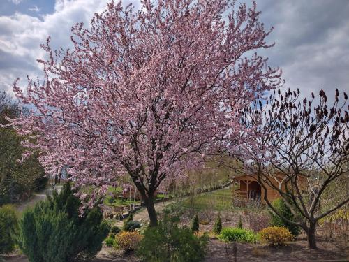 a tree with pink flowers and a flock of birds at Dom Wczasowy Pięciu Pomostów in Czaplinek