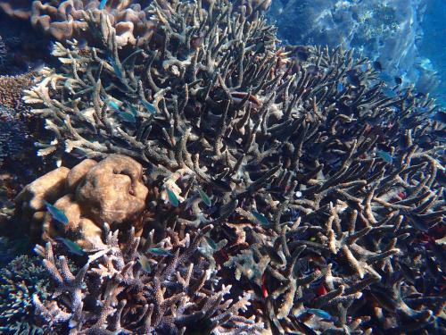 a coral reef with fish in the water at Amoryg Resort and Dive Raja Ampat in Pulau Mansuar