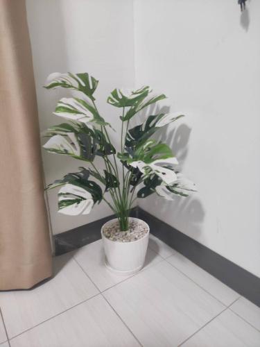 une plante dans un pot blanc assise sur un sol dans l'établissement Home Boss, 