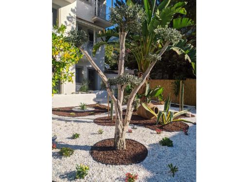 a tree in the middle of a garden at Salonika Suites in Oludeniz