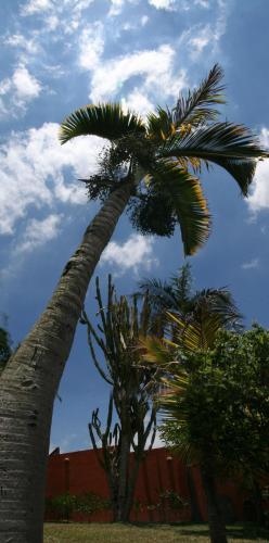 two palm trees in a yard with a cloudy sky at Maison D’hôtes Coignet in Rose Hill