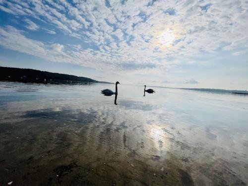 two birds standing in the water on a beach at `Kapitänslounge` vollsanierte Fewo mit Blick auf die Flensburger Förde in Harrislee