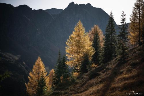 a group of trees on a hill with mountains in the background at Haus Egger in Kartitsch