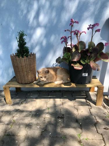 a cat laying on a wooden bench next to potted plants at Uniejów PORT pod Sosnami in Uniejow