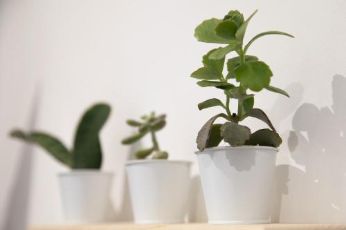 a group of potted plants sitting on a shelf at Le Maleville - Appartements de Standing in Périgueux