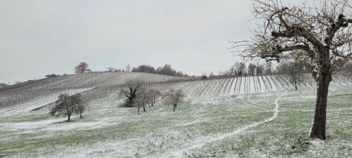 a snow covered field with trees and a hill at Apartment am Weinberg Kleinaspach in Aspach