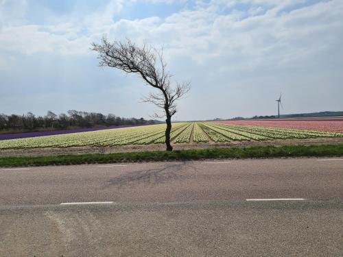 a tree on the side of a road next to a field at Ferienhaus Weitblick in Sint Maarten