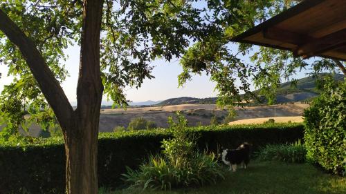 two dogs standing in the grass in a yard at agriturismo macchia al pino in Pomaia