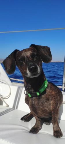 a small brown dog sitting on a boat at Castillo Mar 95 in Caleta De Fuste