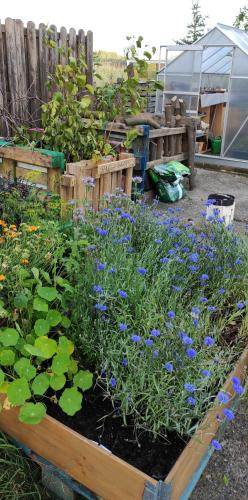 a garden with blue flowers and plants in a wooden box at Kreativhof Lehmberg in Hamminkeln