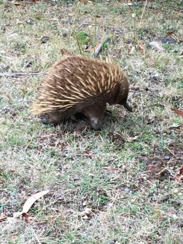 別荘の敷地内または近くにいる動物