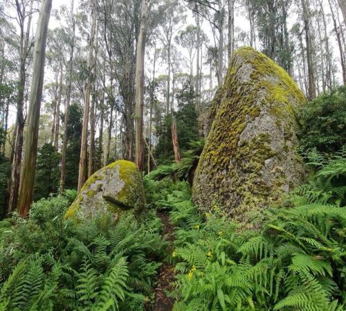 two large rocks in a forest with plants and trees at The Hammock in Moondarra