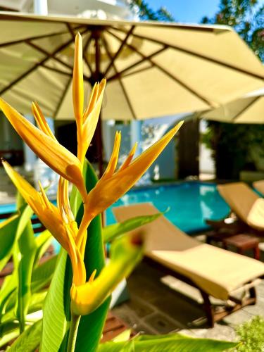 Mirissa wellness resort – Photos 4