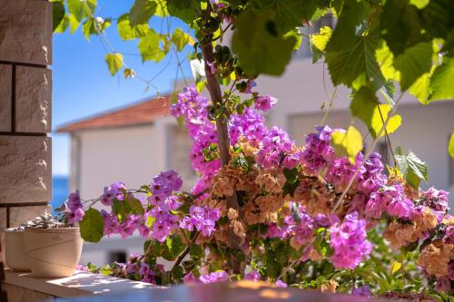 a bunch of purple flowers in front of a building at Pansion Marjan in Zavala
