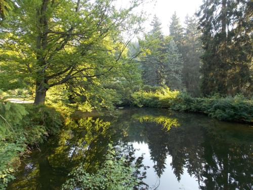 a river in a forest with trees reflecting in the water at Kurheim Haus Linde in Bad Elster