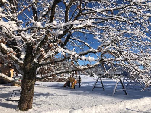 a tree covered in snow with a swing at Gasthof Wiesenhof in Strobl