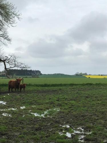 a couple of cows standing in a field at Bremsmaj Farm Holiday in Kværs