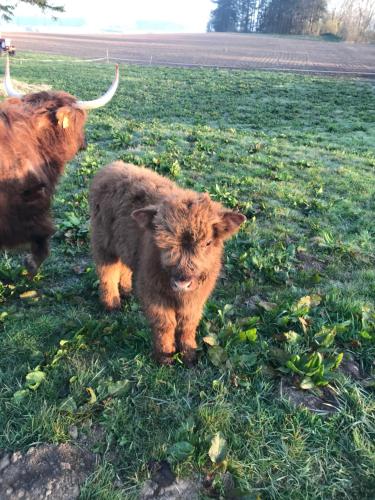 a baby cow standing in a field of grass at Bremsmaj Farm Holiday in Kværs