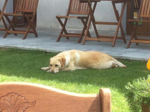 a dog laying in the grass next to some chairs at Il Casale Del Giglio in Santo Stefano di Magra
