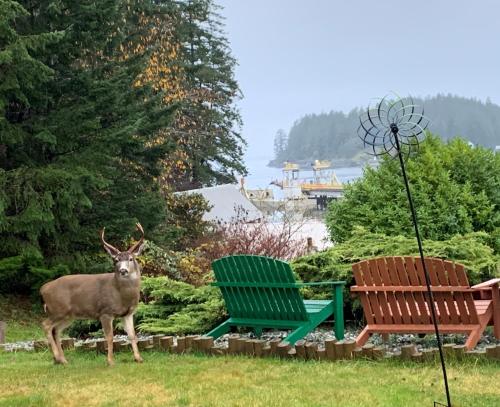 a deer standing in the grass next to two chairs at High Point Resort in Quathiaski Cove