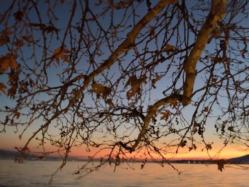 a tree branch with the sunset in the background at Πέτρινο στη θάλασσα in Nafpaktos