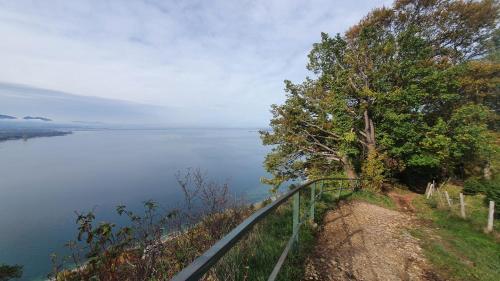 a path next to the water with a tree at F E R I E N W O H N U N G "Am Halbenstein" in Hörbranz