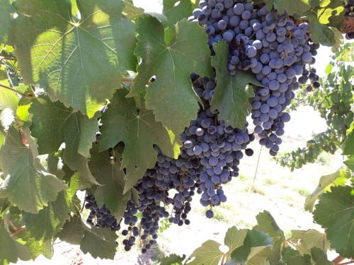 a bunch of purple grapes hanging from a tree at CABAÑAS LA PILARICA in San Rafael