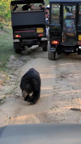 a black bear sitting on a dirt road next to a truck at Green Lake in Tissamaharama
