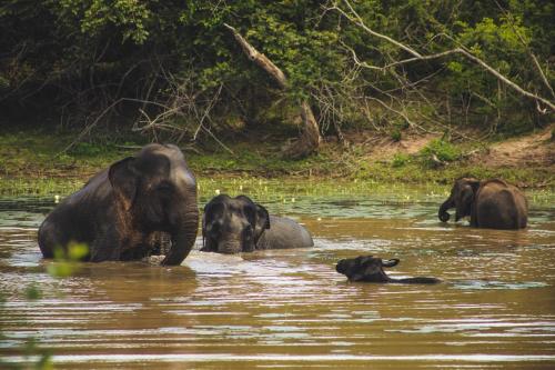 een groep olifanten die in het water staan bij Green Lake in Tissamaharama