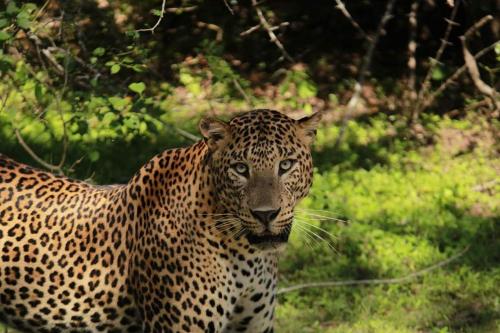 een luipaard staat in het gras bij Green Lake in Tissamaharama