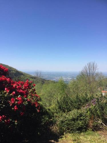a group of bushes with red flowers on a hill at View from the Rock in Sasbachwalden