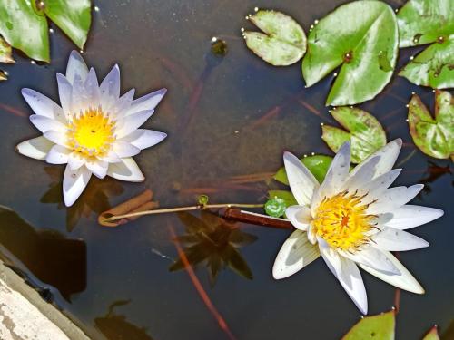 three white water lilies in a pond with leaves at Osaree Agro and Art Hub in Kolhapur
