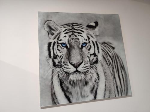 Eye of the Tiger. Apartament w centrum Mrągowa.