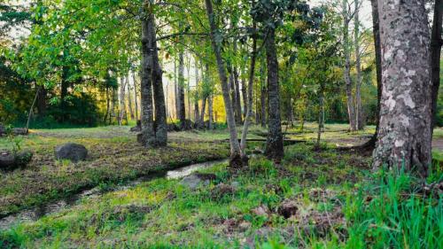 Gallery image of Camping Aldea Molco in Pucón