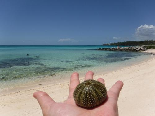a hand holding a shell on a beach at Key Lime Cottage home in Alice Town