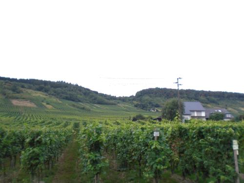 a vineyard on a hill with a house in the background at Gästehaus Alfons und Maria Anna Eifel in Trittenheim