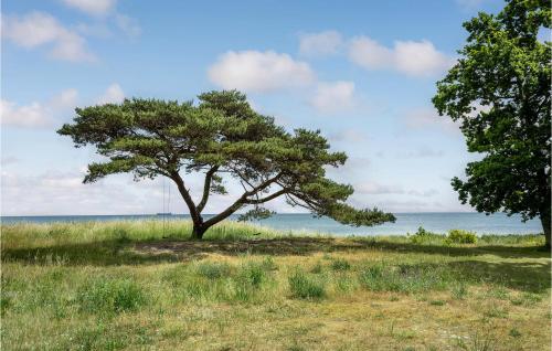 a tree in a field next to the ocean at Blåmejsen in Snogebæk