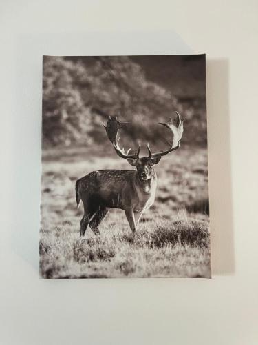 a black and white photo of a deer with antlers at LuanaApartments # 43 in Otopeni