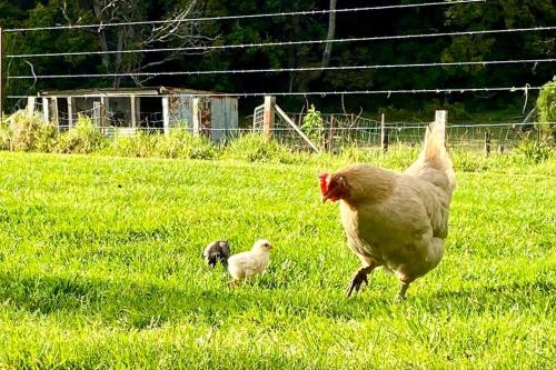 a chicken and two chicks walking in a field at 100 acres of mountain paradise all to yourself in Berry